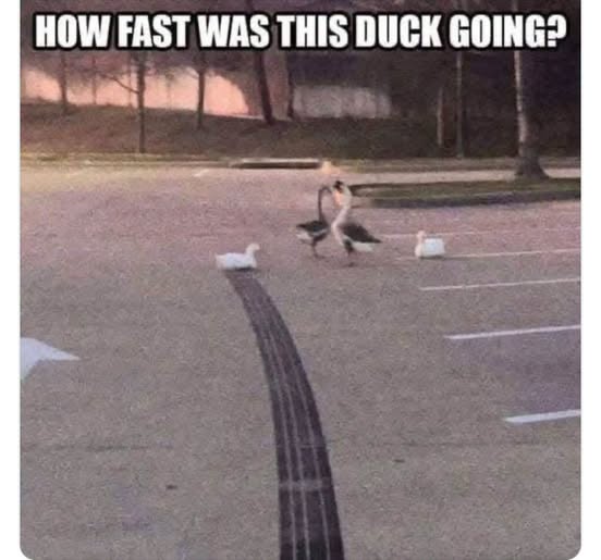 fast-duck.jpg