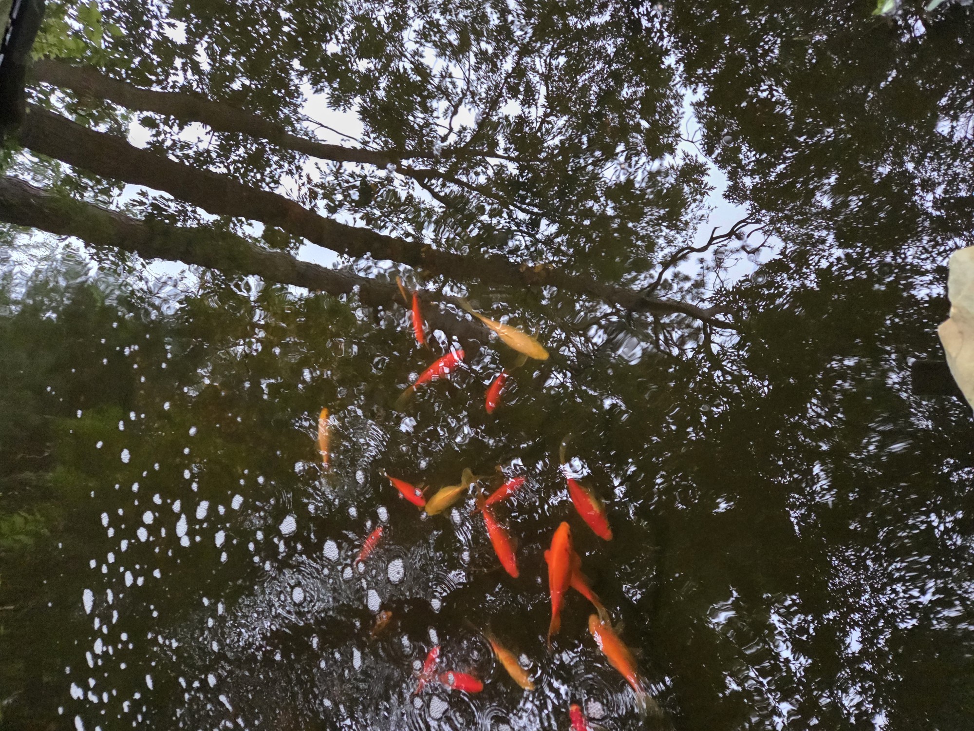 fish (Custom).jpg