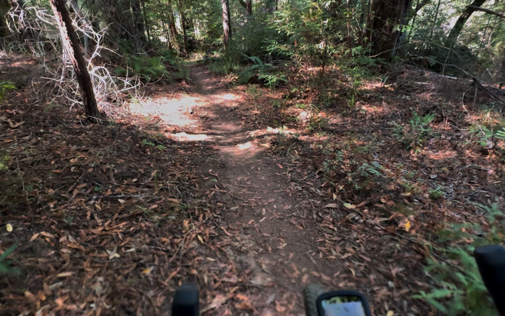 forest_singletrack_occ.jpg