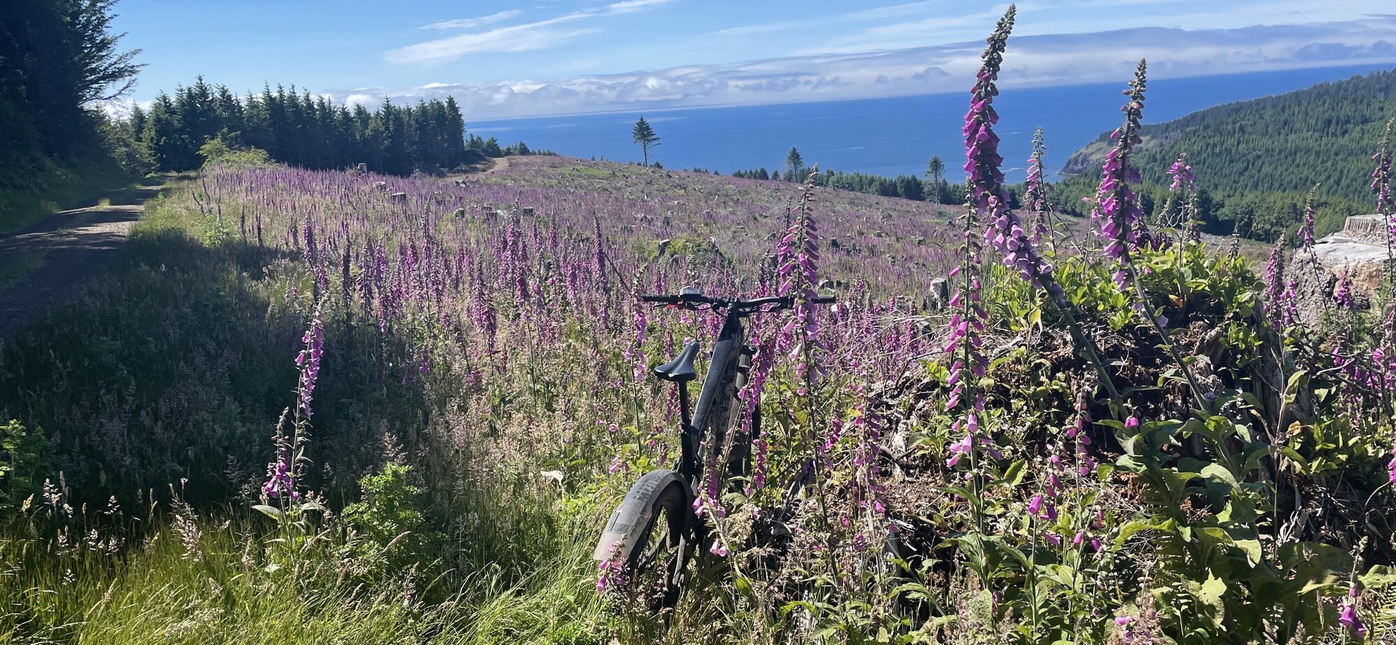Foxglove:clearcut:ocean view.jpg