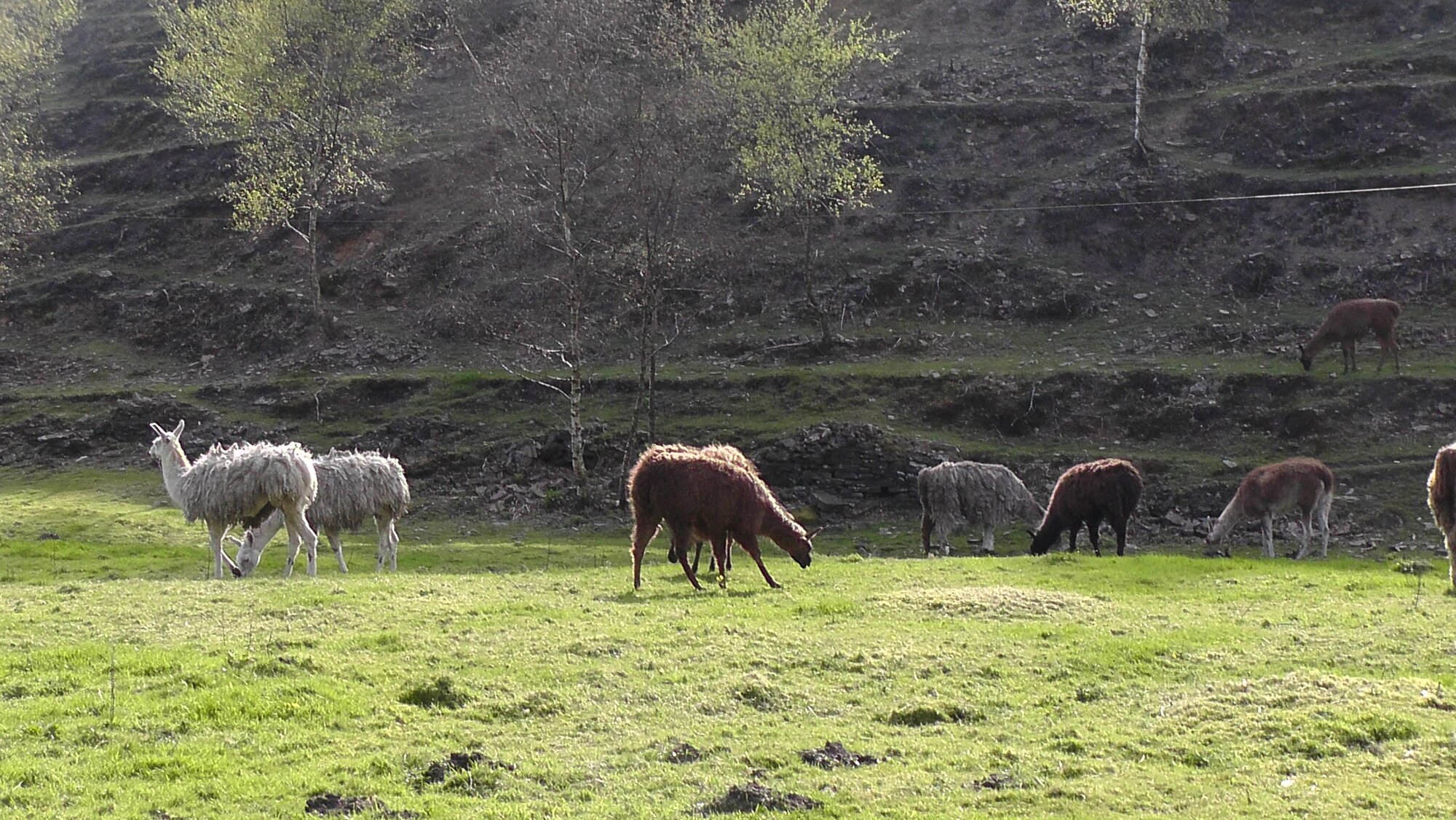 Giraffe sheeps 2.JPG