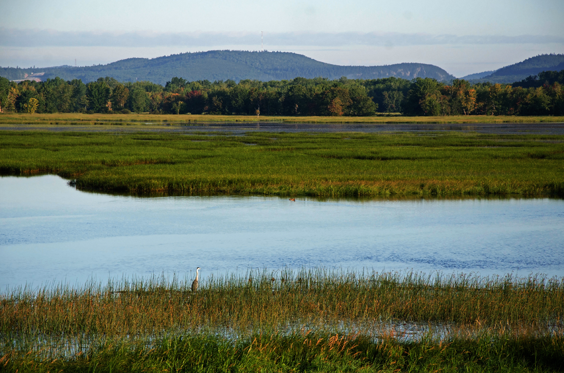 heron-in-marsh.jpg