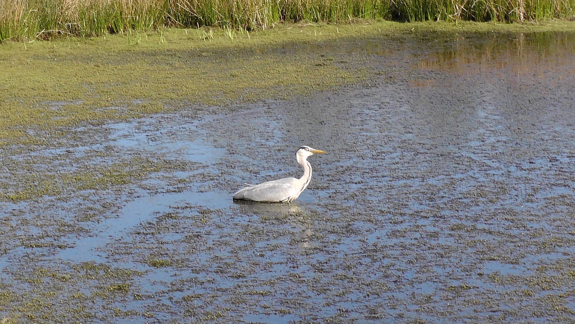 heron.JPG