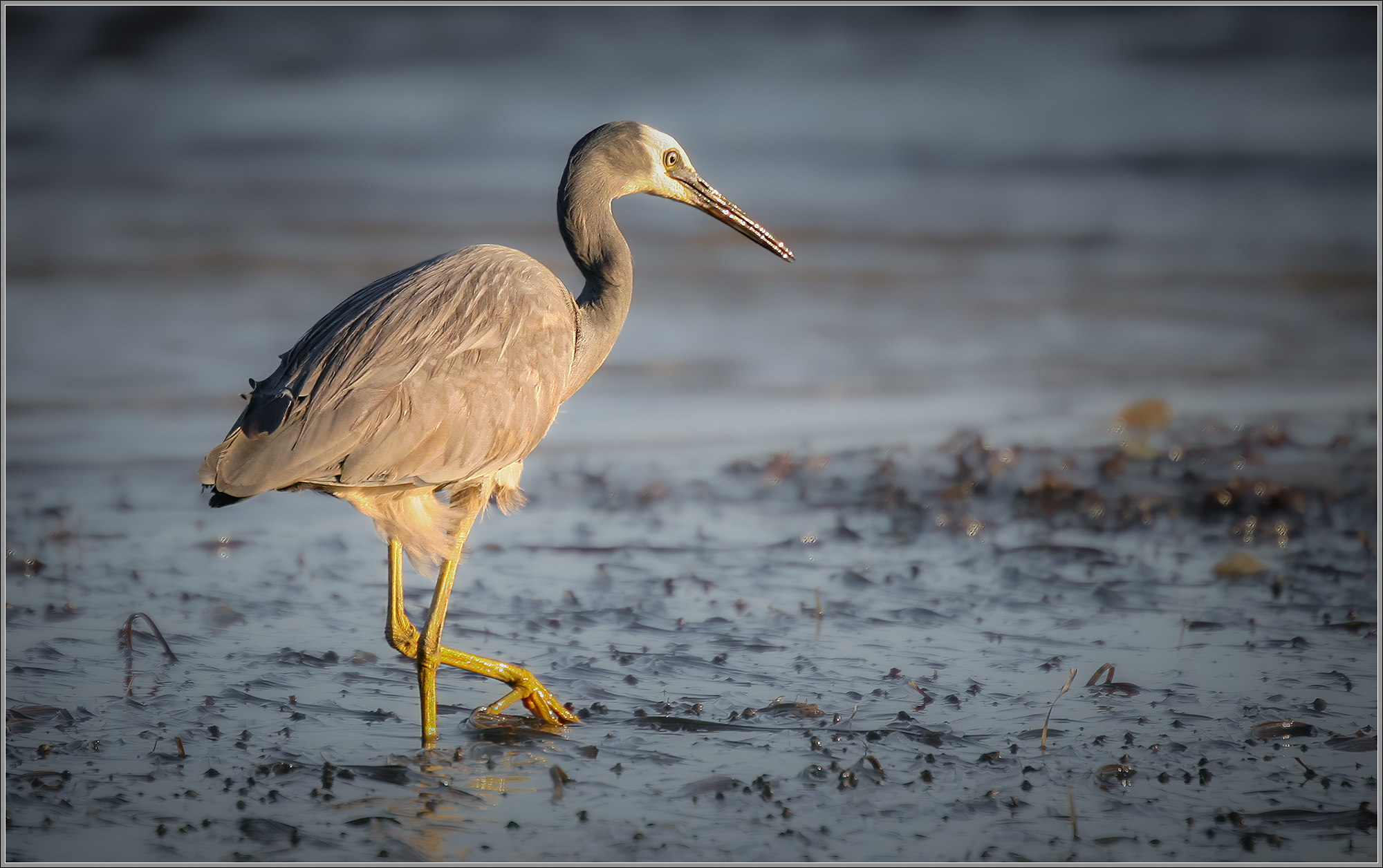 White-faced Heron