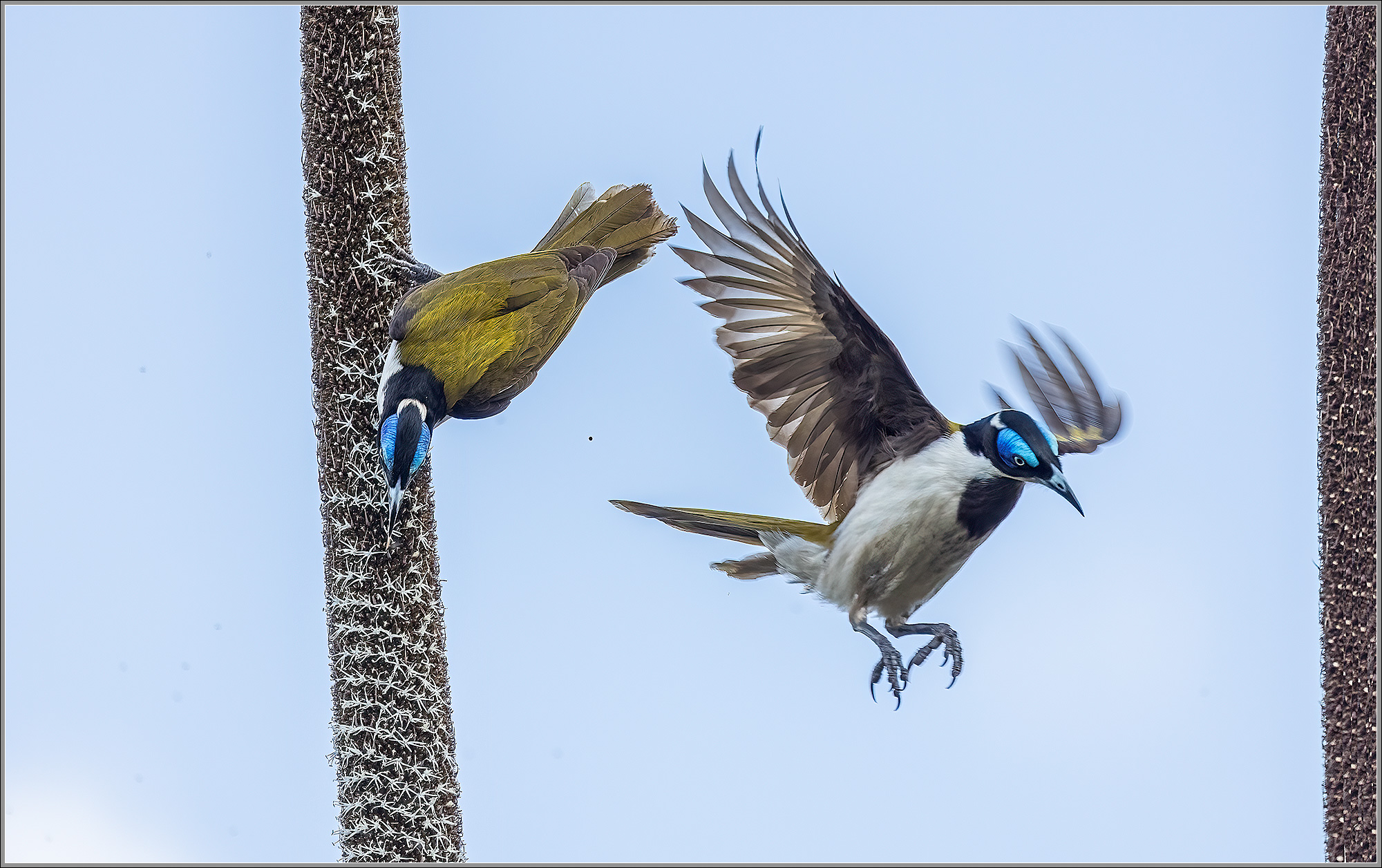 Blue-faced Honeyeaters