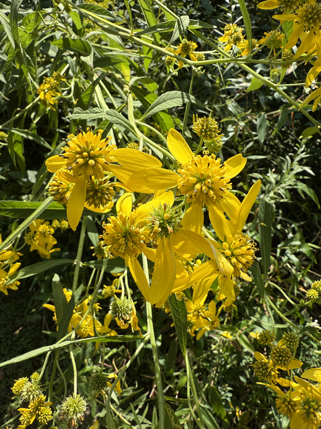 IMG_006972a.png