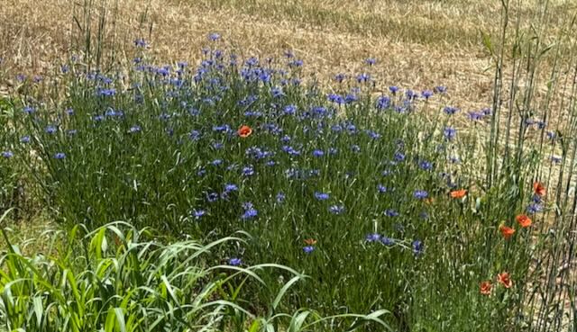 IMG_0256.jpeg