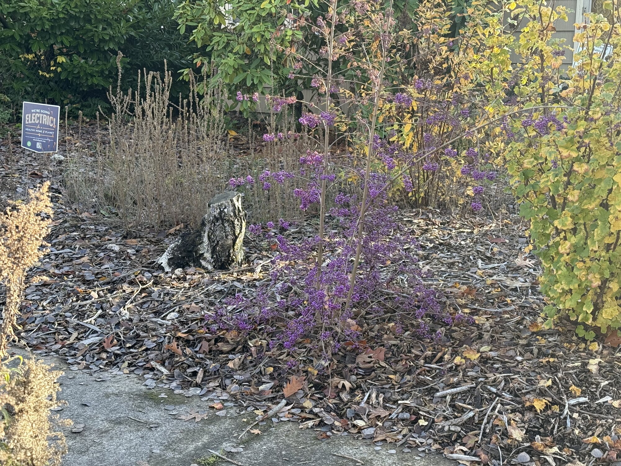 IMG_0308.jpeg
