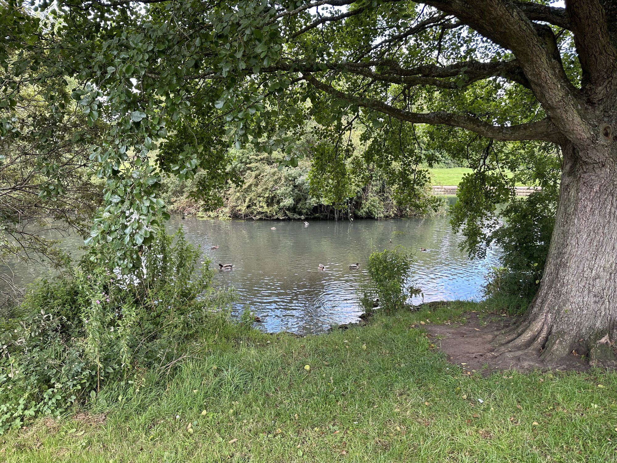IMG_1932.jpeg