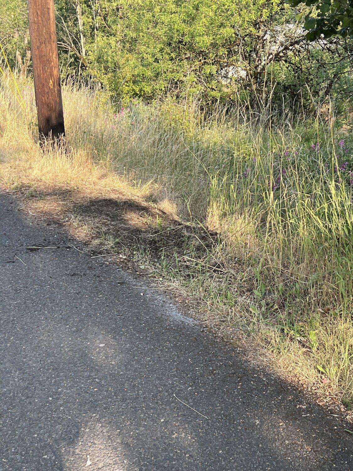 IMG_2120.jpeg