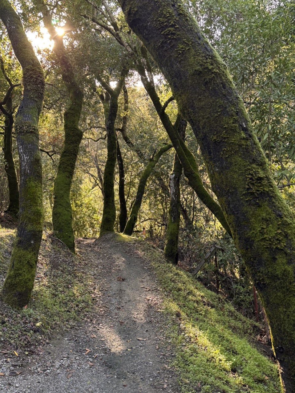 IMG_5284 2 Large.jpeg