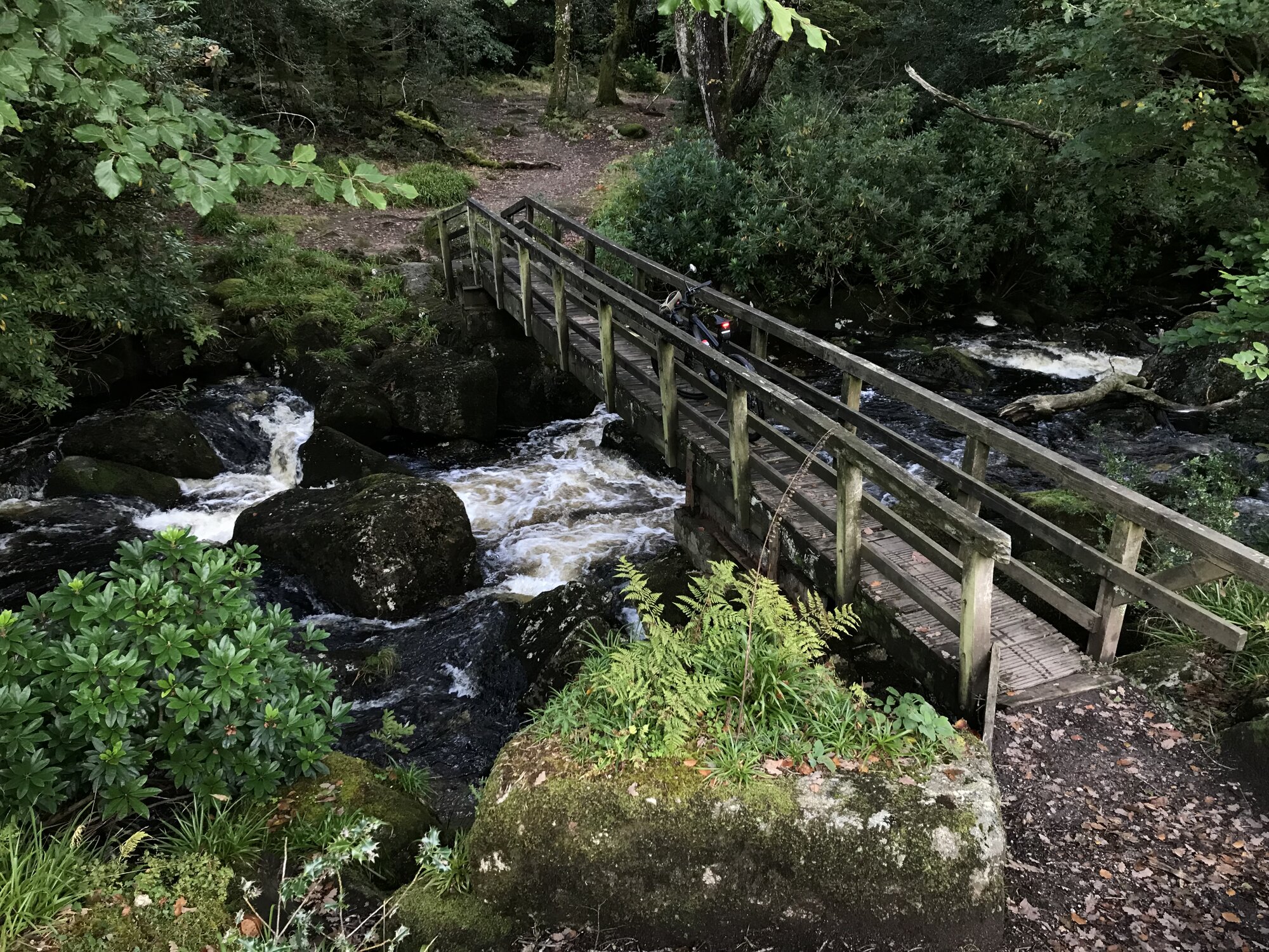 IMG_7561.jpeg IMG_7561.jpeg