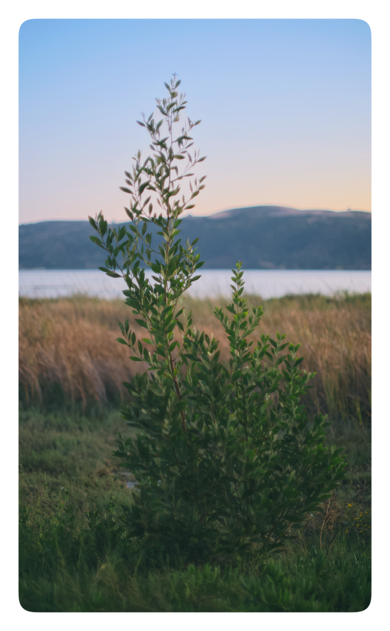 IMG_8107 Large.png