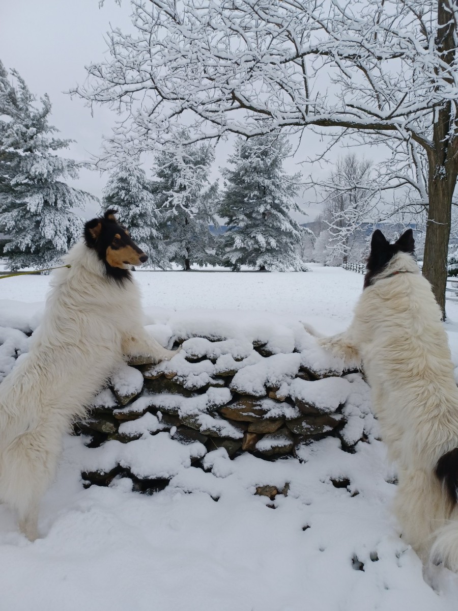 JJ and Molly Jan 3 2022_copy_900x1200.jpg