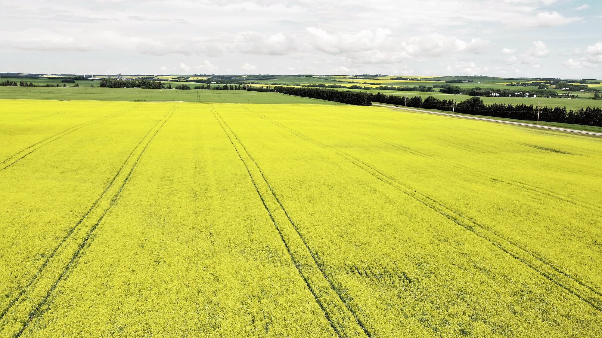 Joffre Canola Field.jpg