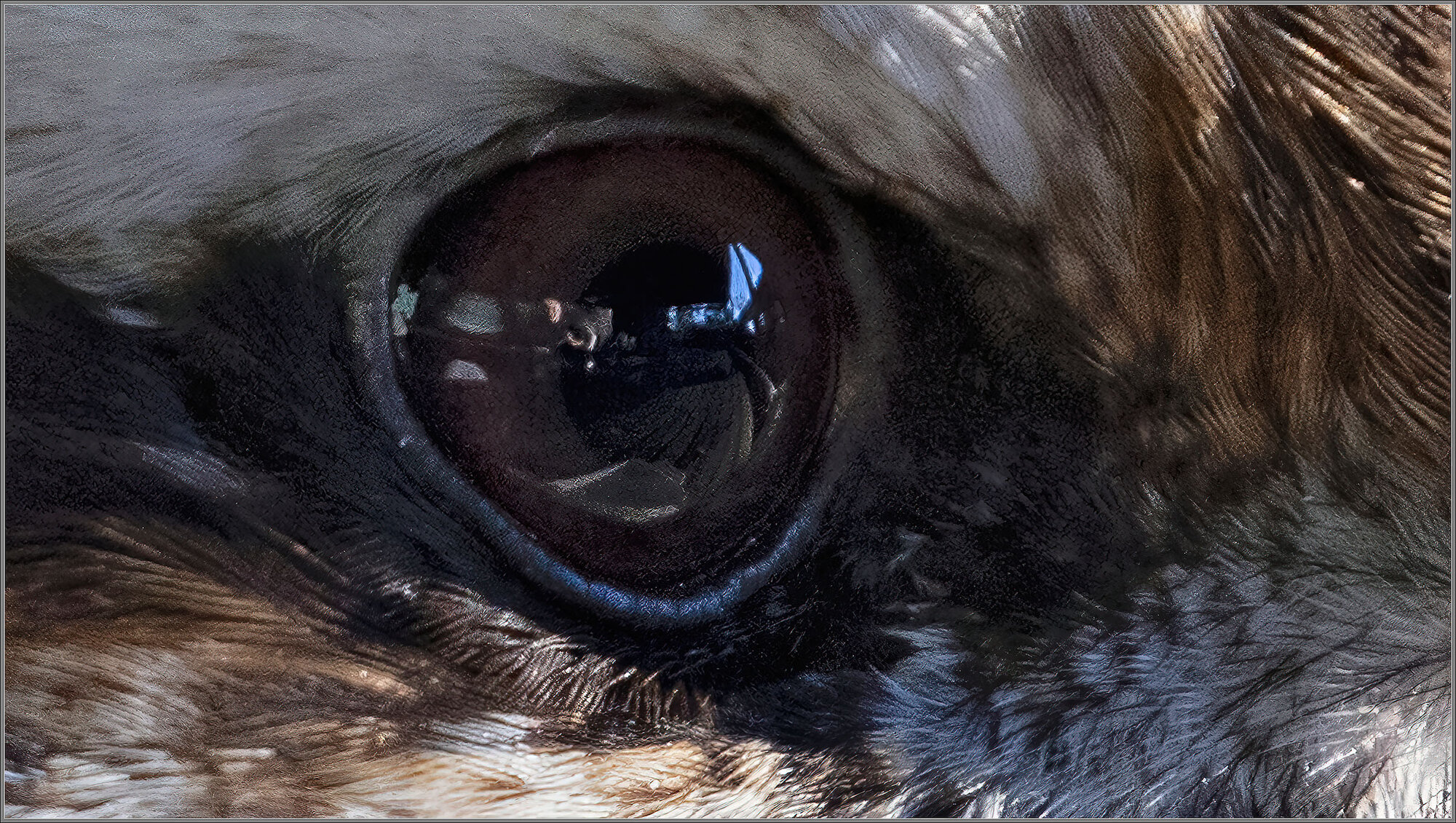 Reflection in Kookaburra's Eye