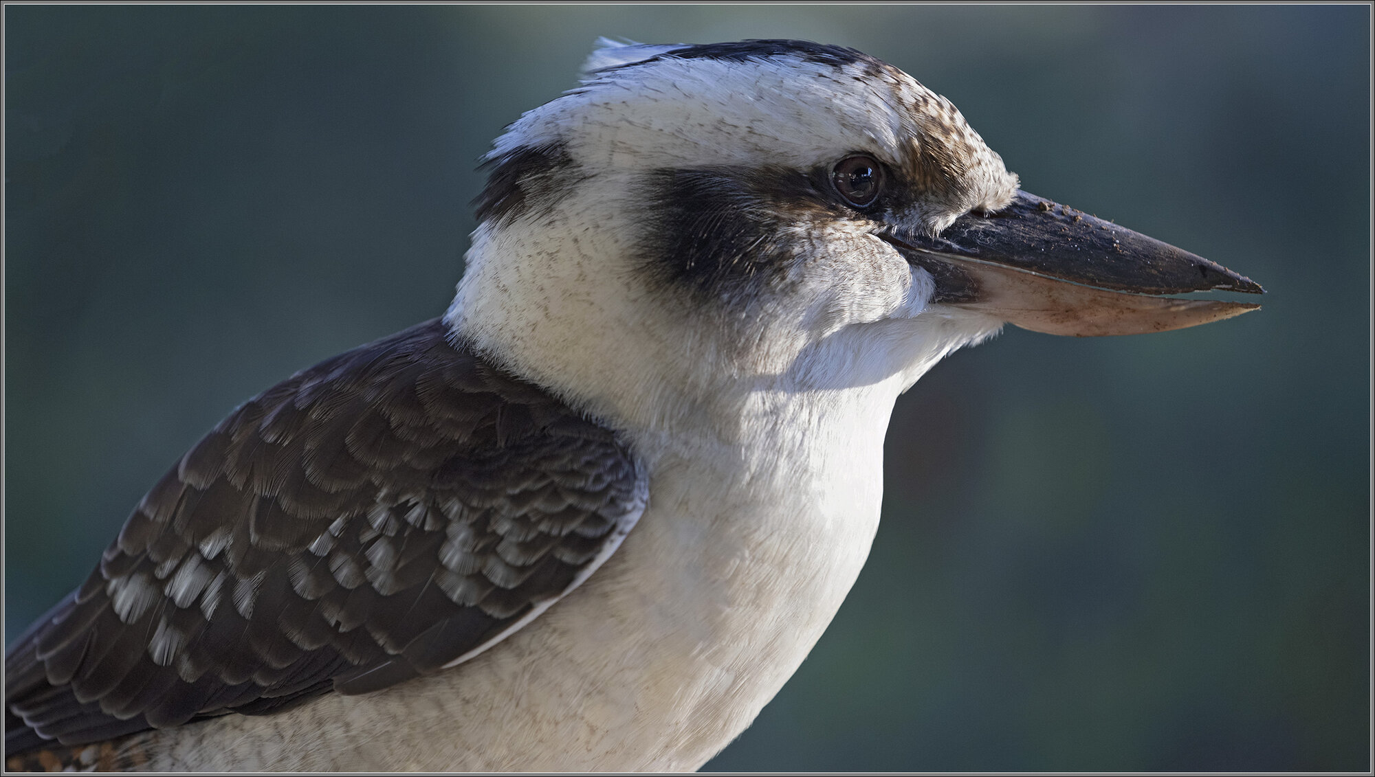 Kookaburra