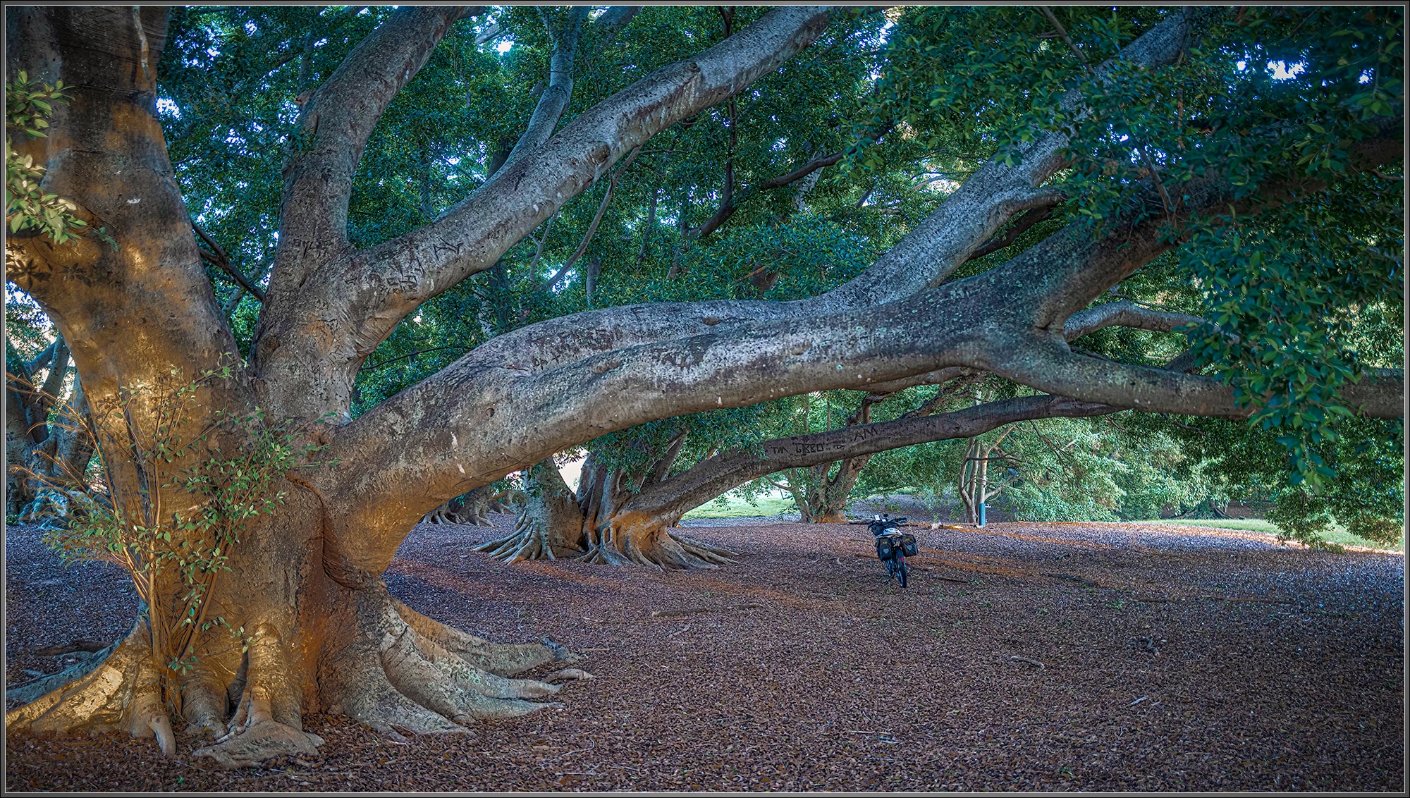 moreton-bay-fig-2000.jpg