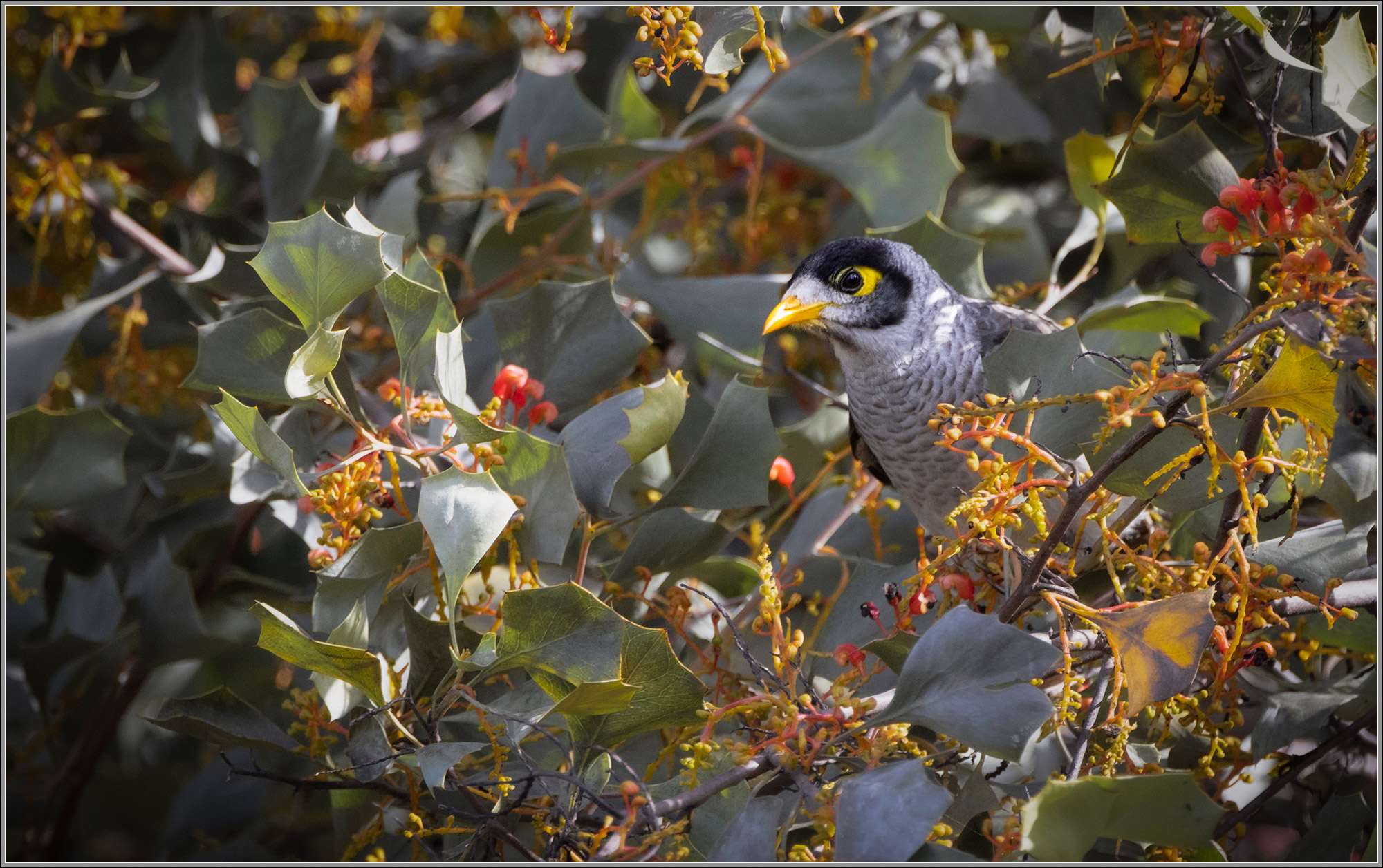 Noisy Miner in Grevillea wickhamii