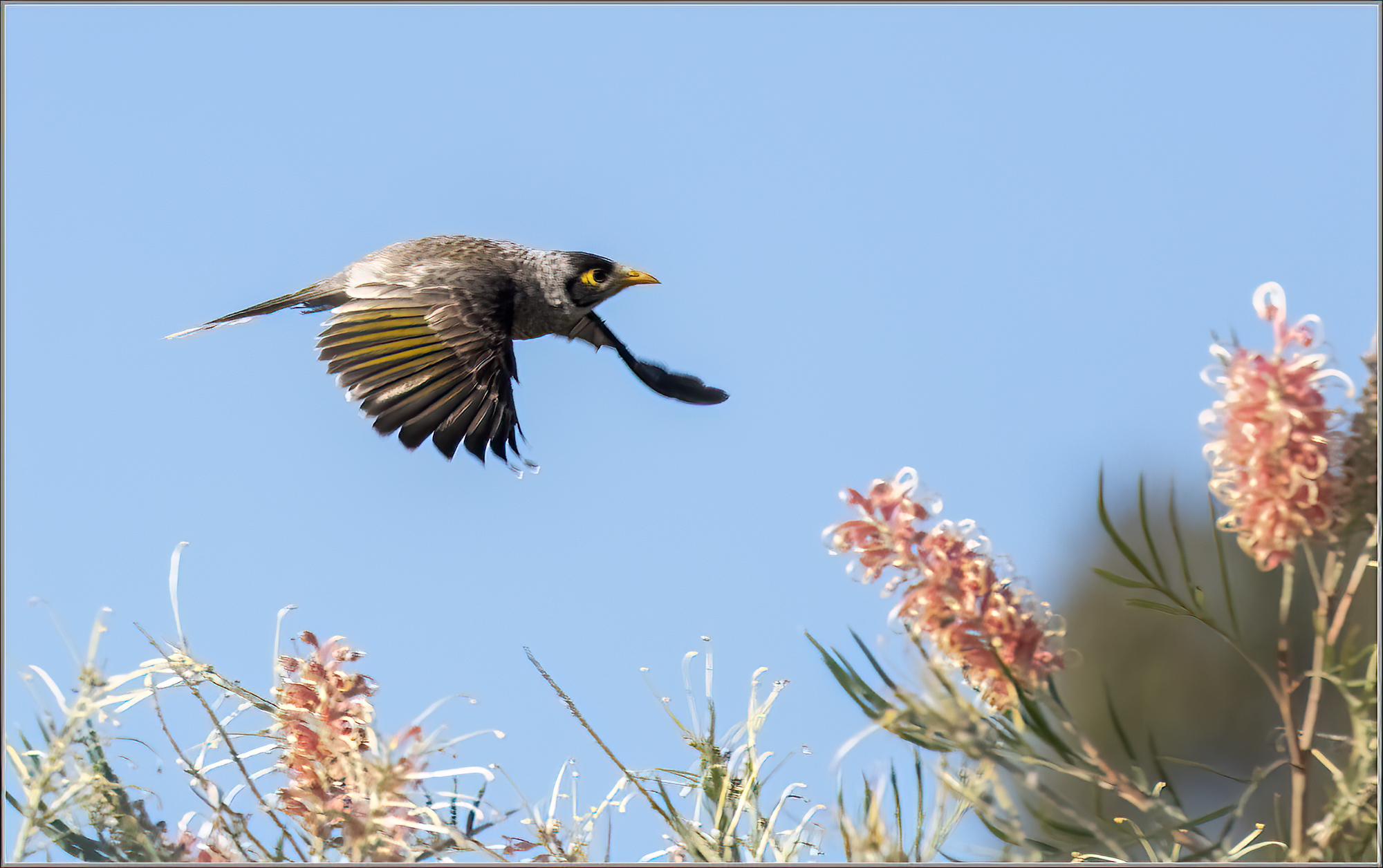 Noisy Miner