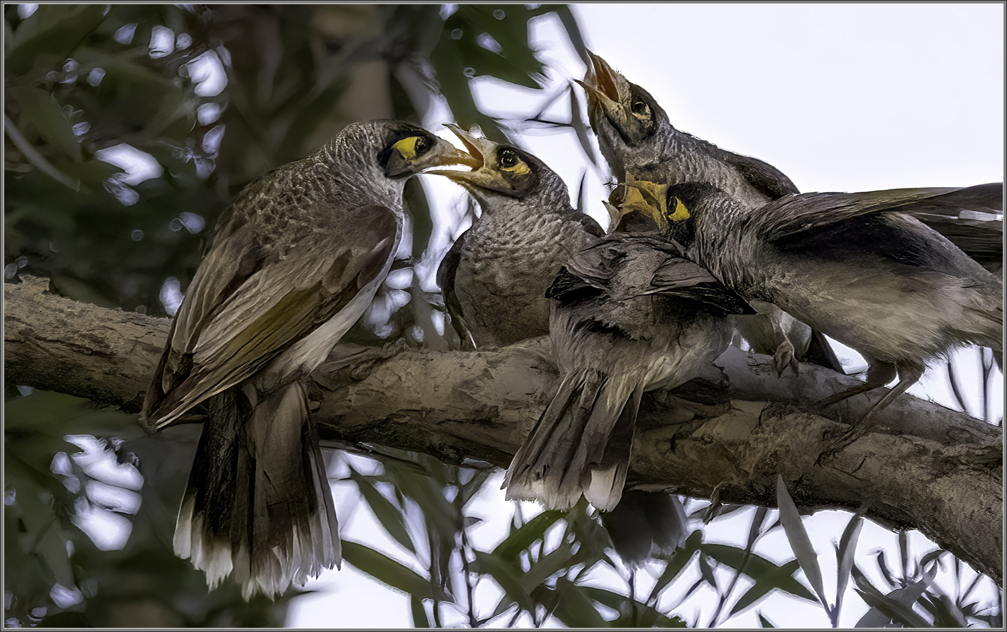 Noisy Miner — Manorina melanocephala