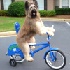 norman-bike-riding-dog-100x100.png