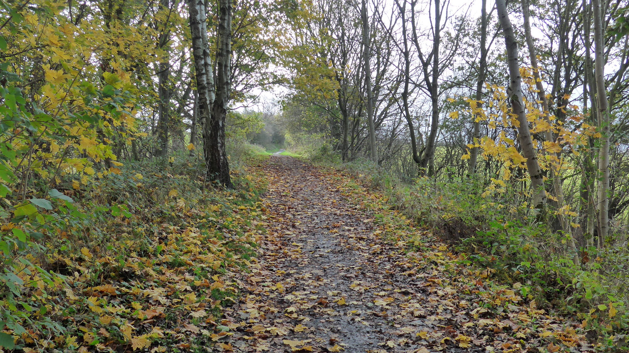 P1000911.JPG
