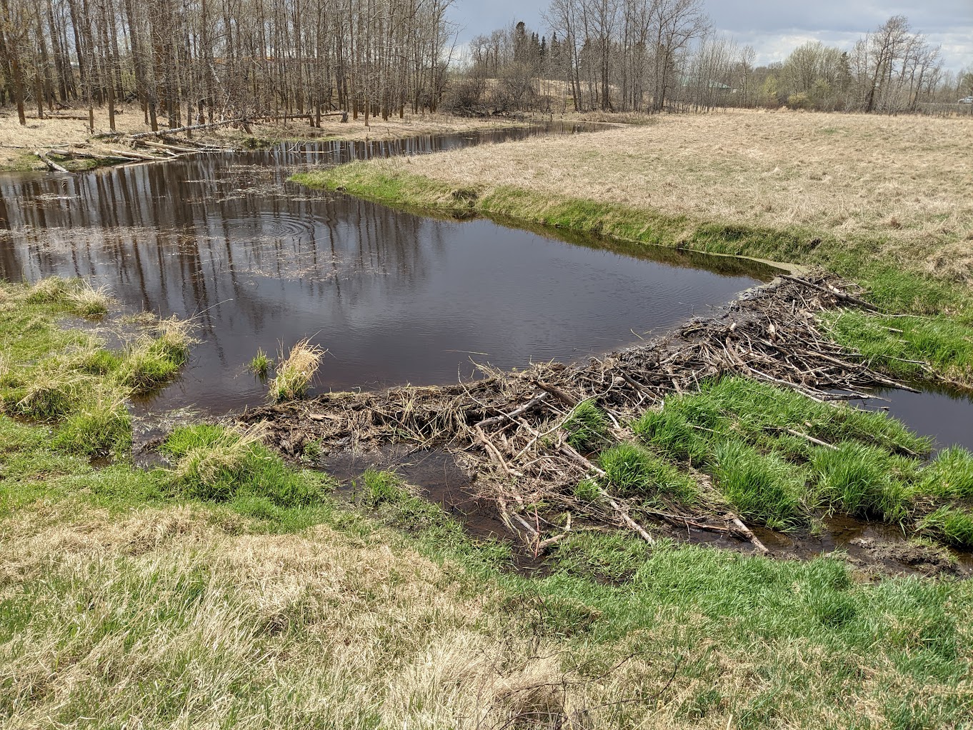 PXL_20230506_191749259.jpg PXL_20230506_191749259.jpg