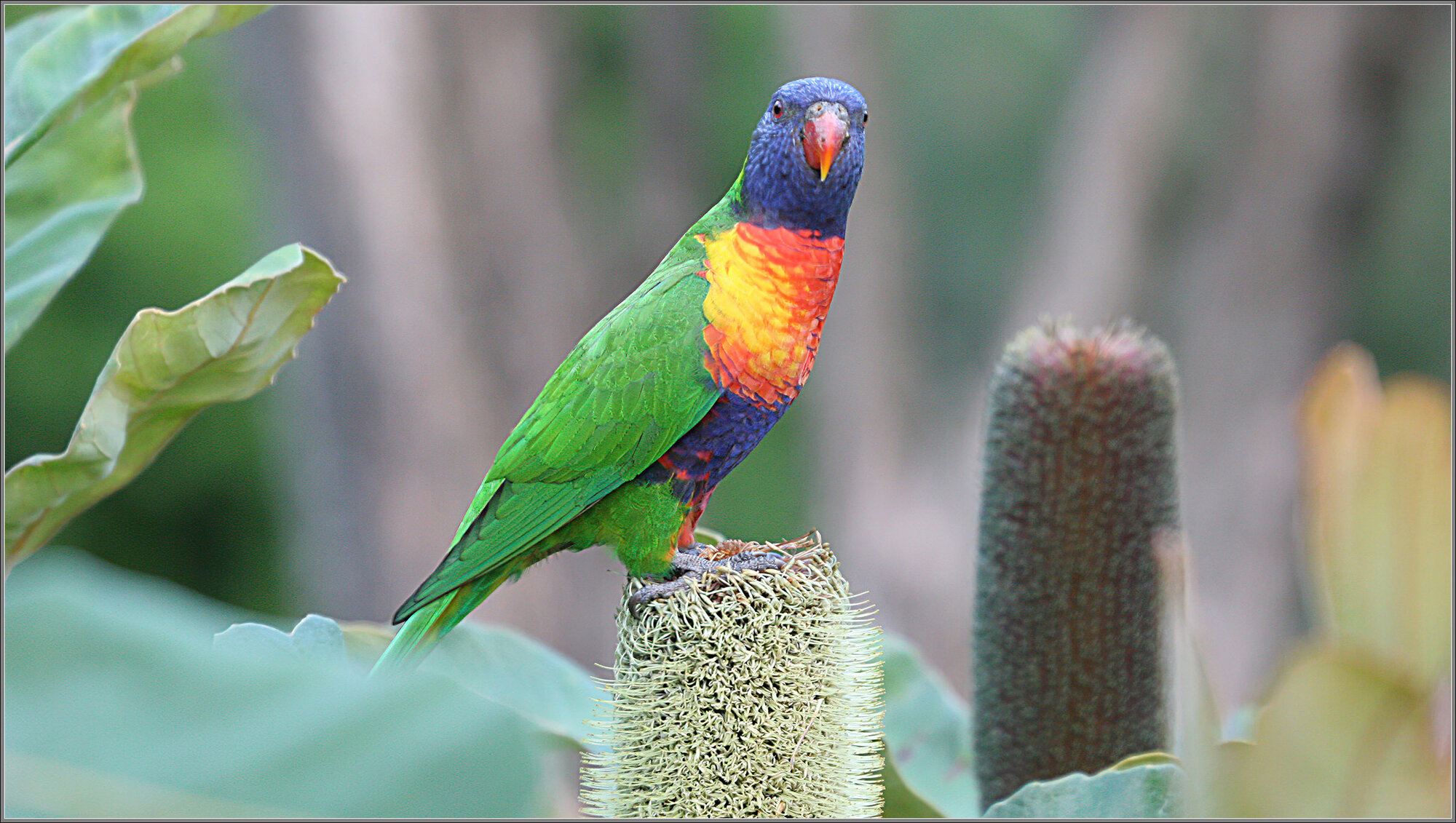 Rainbow Lorikeet & Banksia Robur