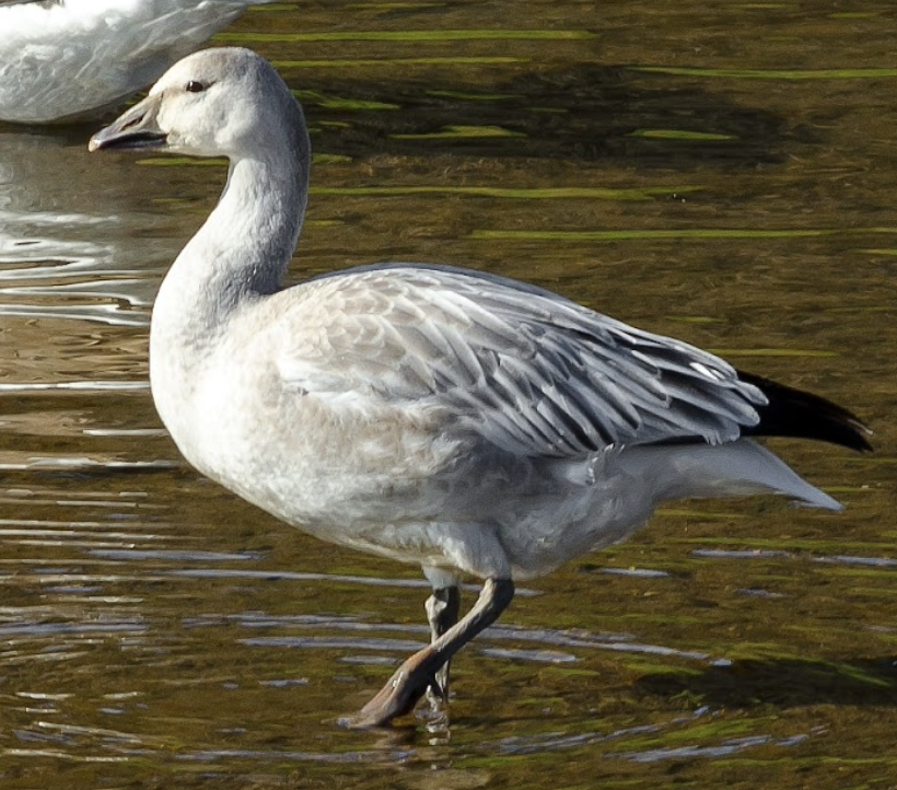 Screen Shot 2021-10-11 at 6.09.20 PM.png