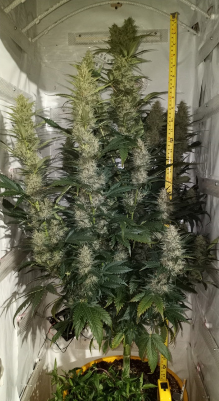 Screenshot_20211224-055513_Samsung Internet.jpg