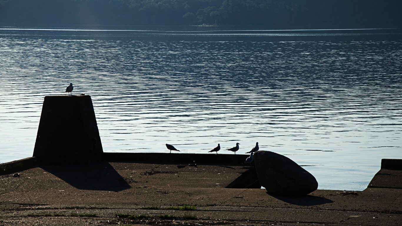 silhouette-seaguls.jpg