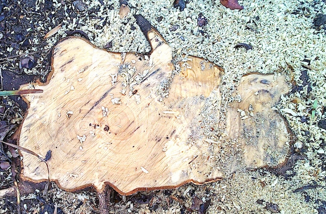 stump.jpeg