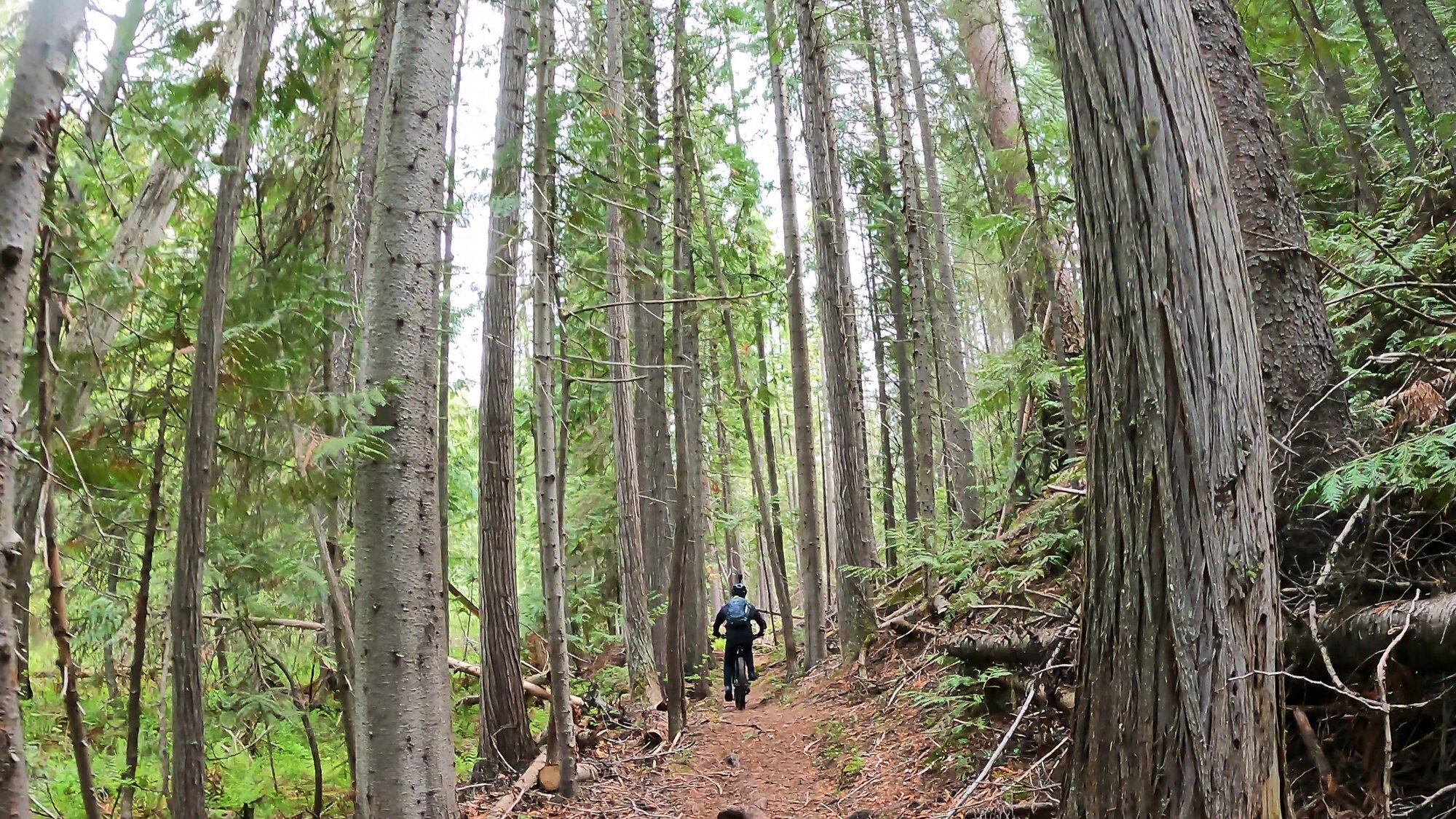 tree lined trail.jpg