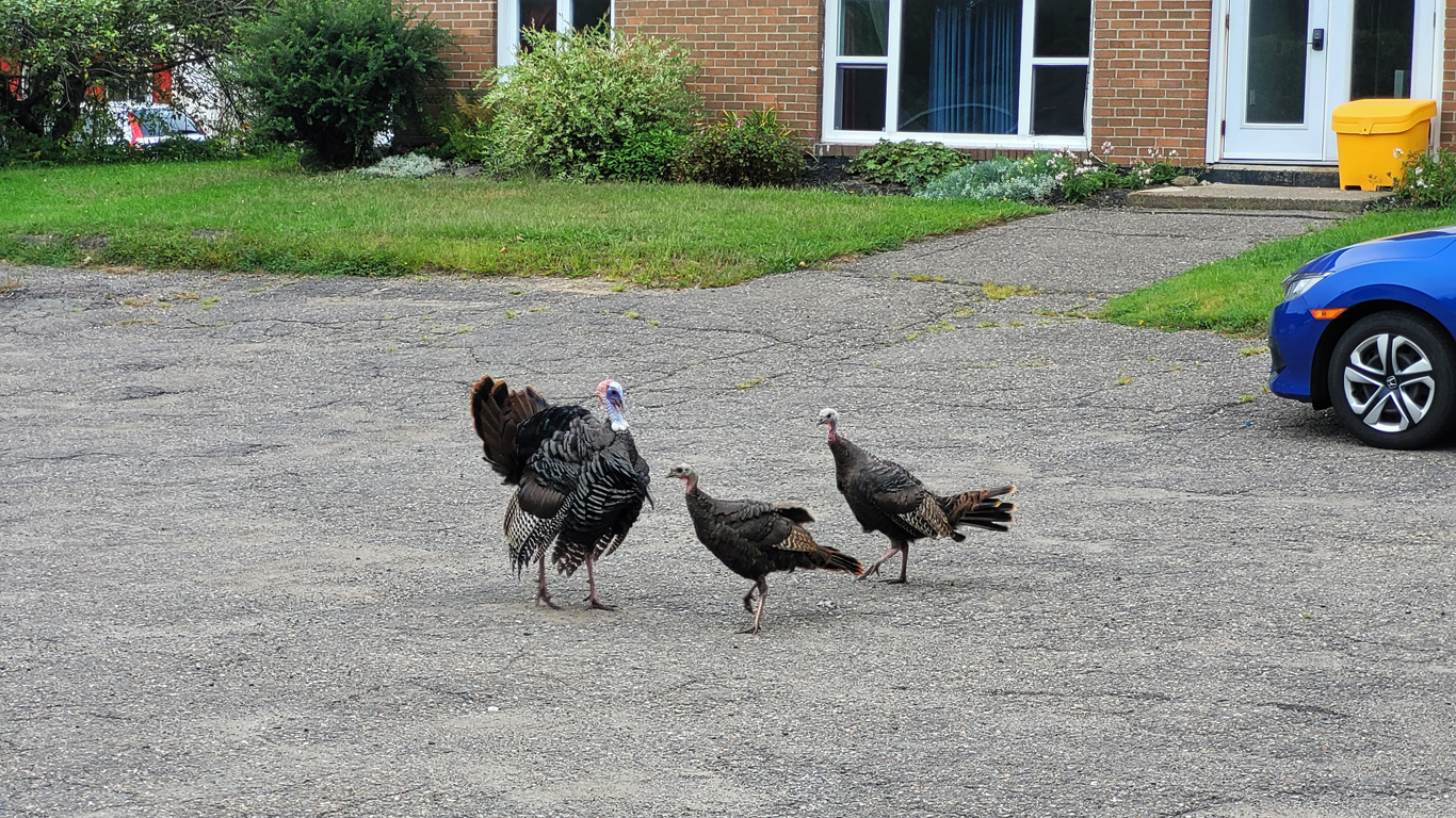 turkeys2.jpg