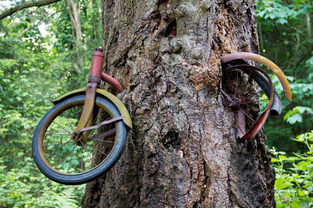 vashon-island-bike-tree-1.jpg