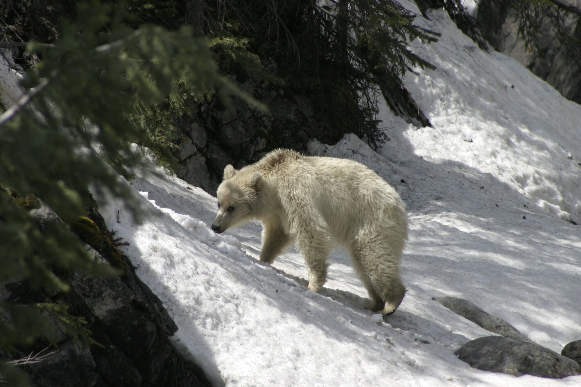 white-grizzly-courtesy-sonia-nicholl-parks-canada.jpg