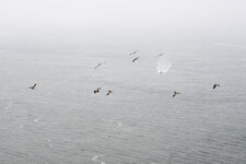 5765-pelicans.jpg