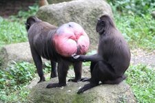 MonkeyButt.jpg