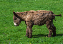 donkey-pooping-calmly-meadow-52199135.jpg