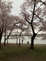 Cherry Blossoms.JPG