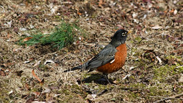 robin-apr-2023.jpg