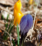 crocuses-apr-2023.jpg