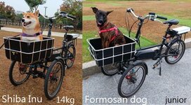 dogs bike.jpg