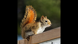 red-squirrel-on-screen.jpg
