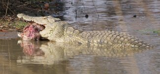 Croc in the pond eating a baboon.JPG