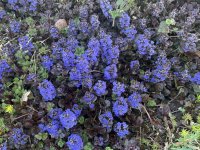 IMG_0773.jpeg