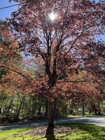 IMG_1727 (1).jpeg