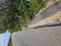 beachcomber5-s.jpg