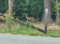 IMG_0271.jpeg